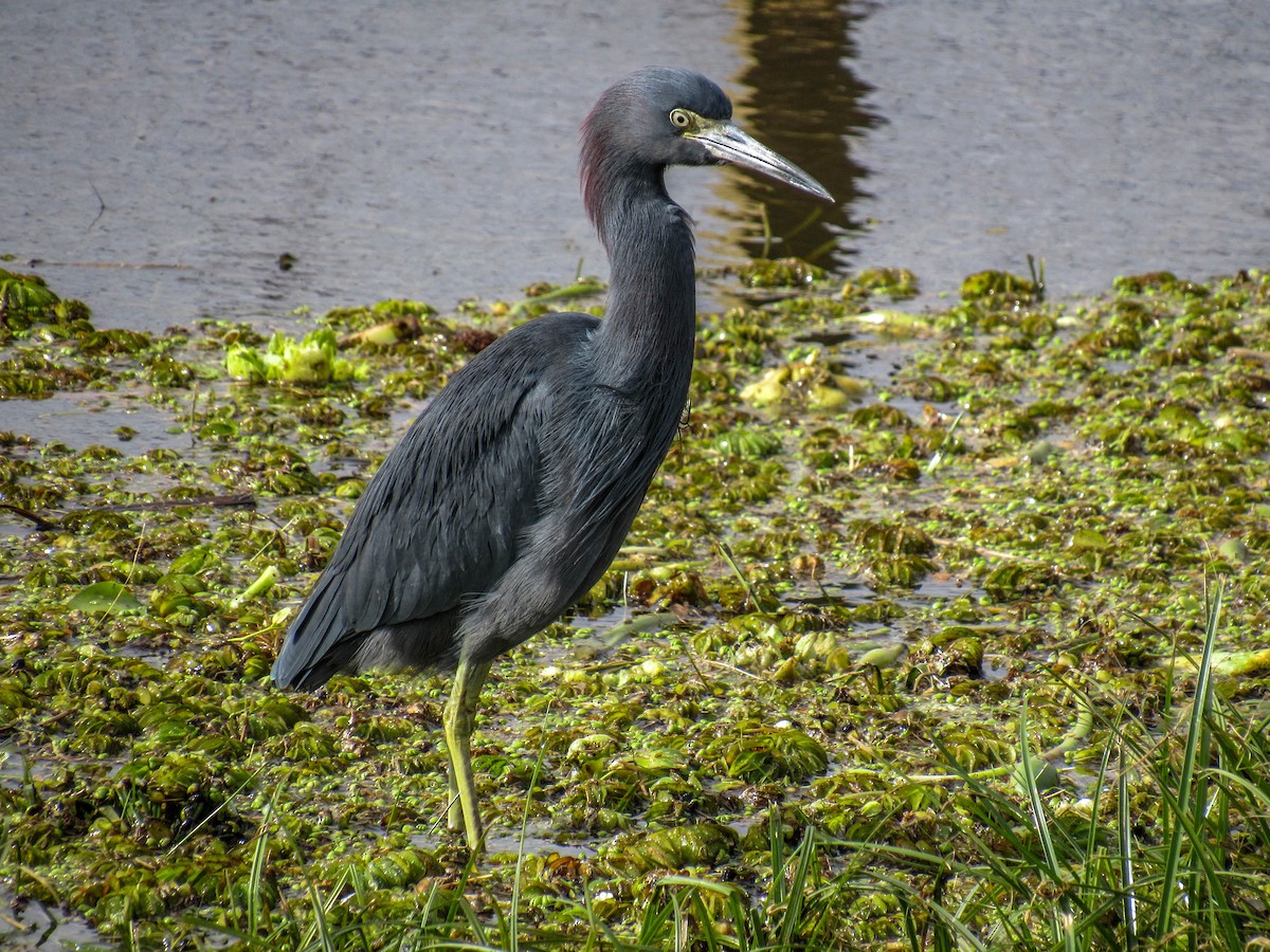 Little Blue Heron - ML620025836