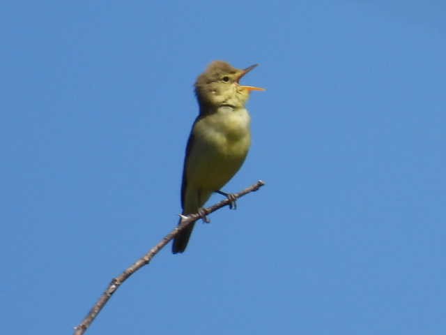 Melodious Warbler - ML620025855