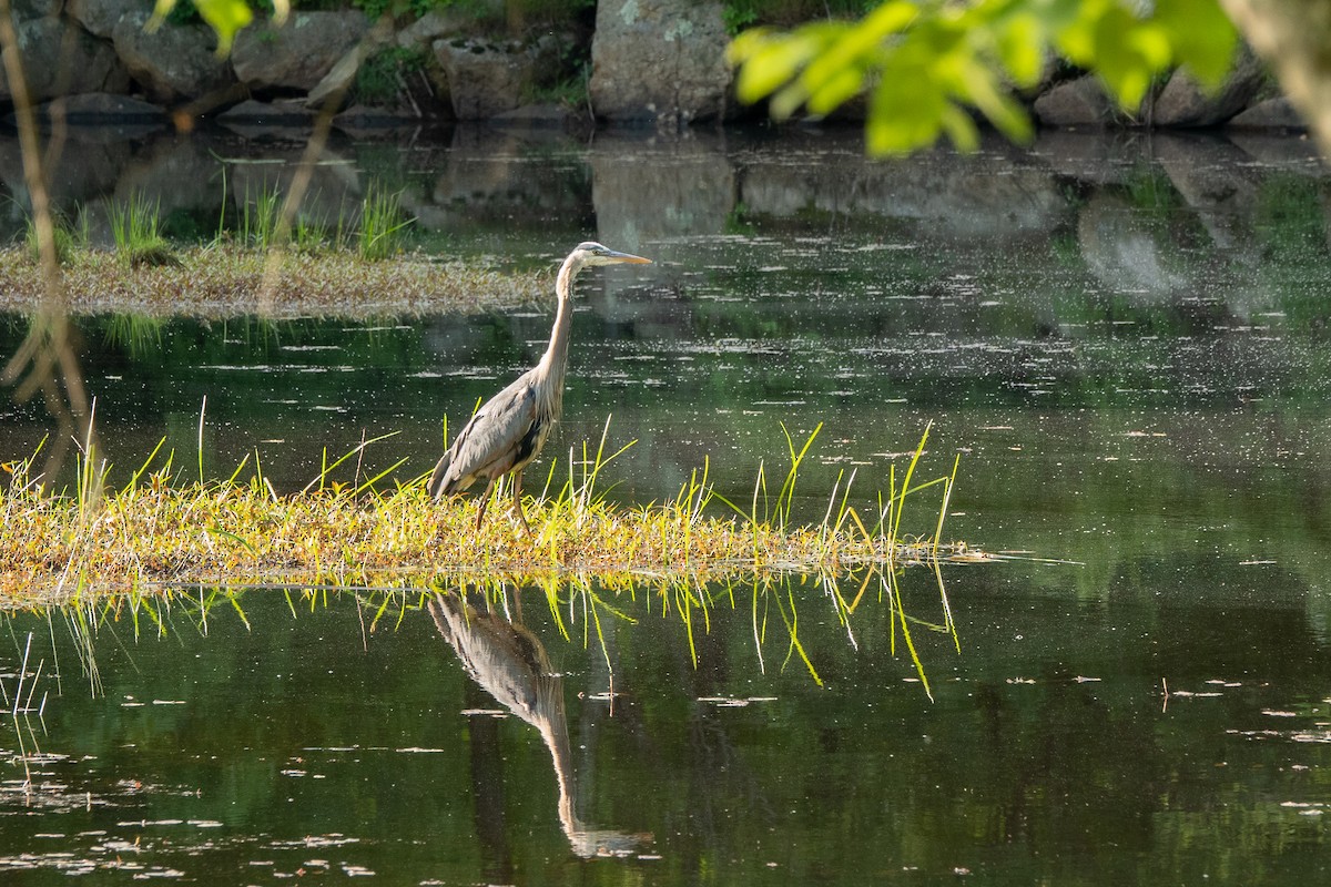 Great Blue Heron - ML620025857