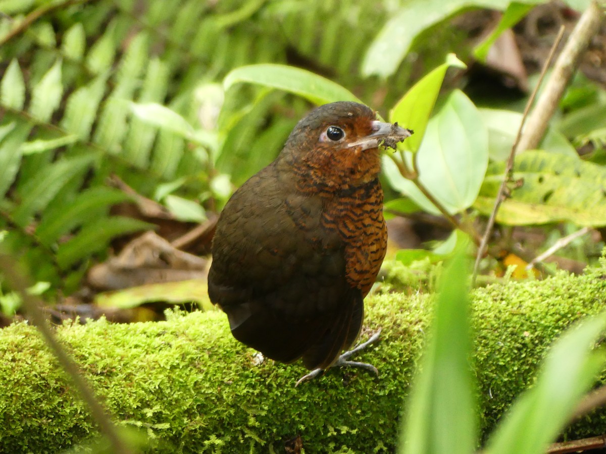 Giant Antpitta - ML620025861