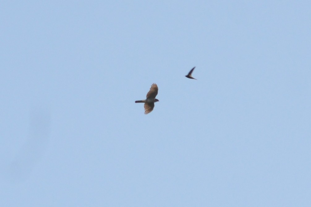 Eurasian Sparrowhawk - ML620025865