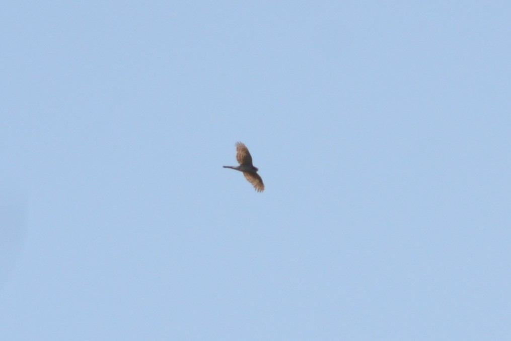 Eurasian Sparrowhawk - ML620025868