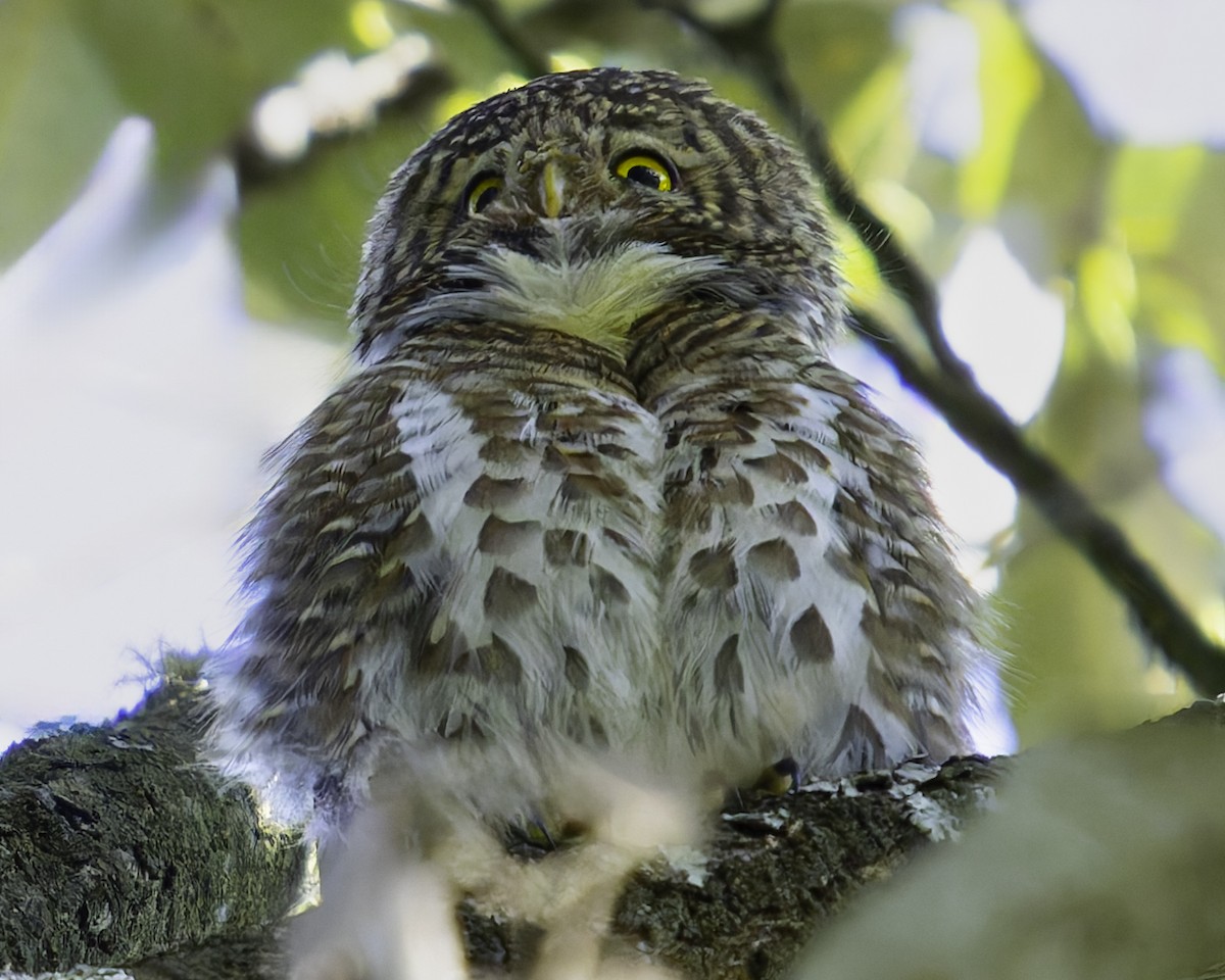 Collared Owlet - ML620025874