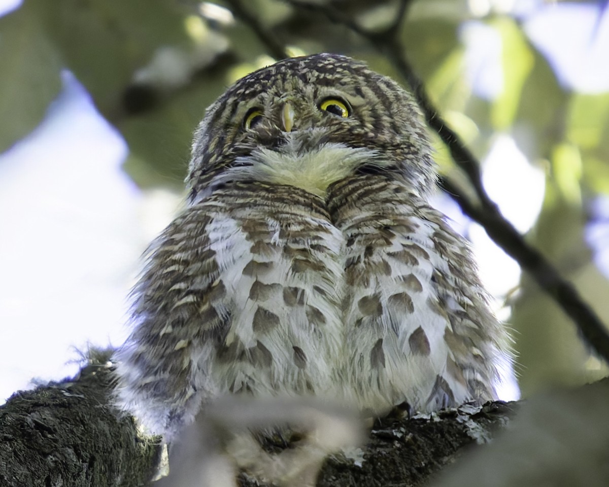 Collared Owlet - ML620025875