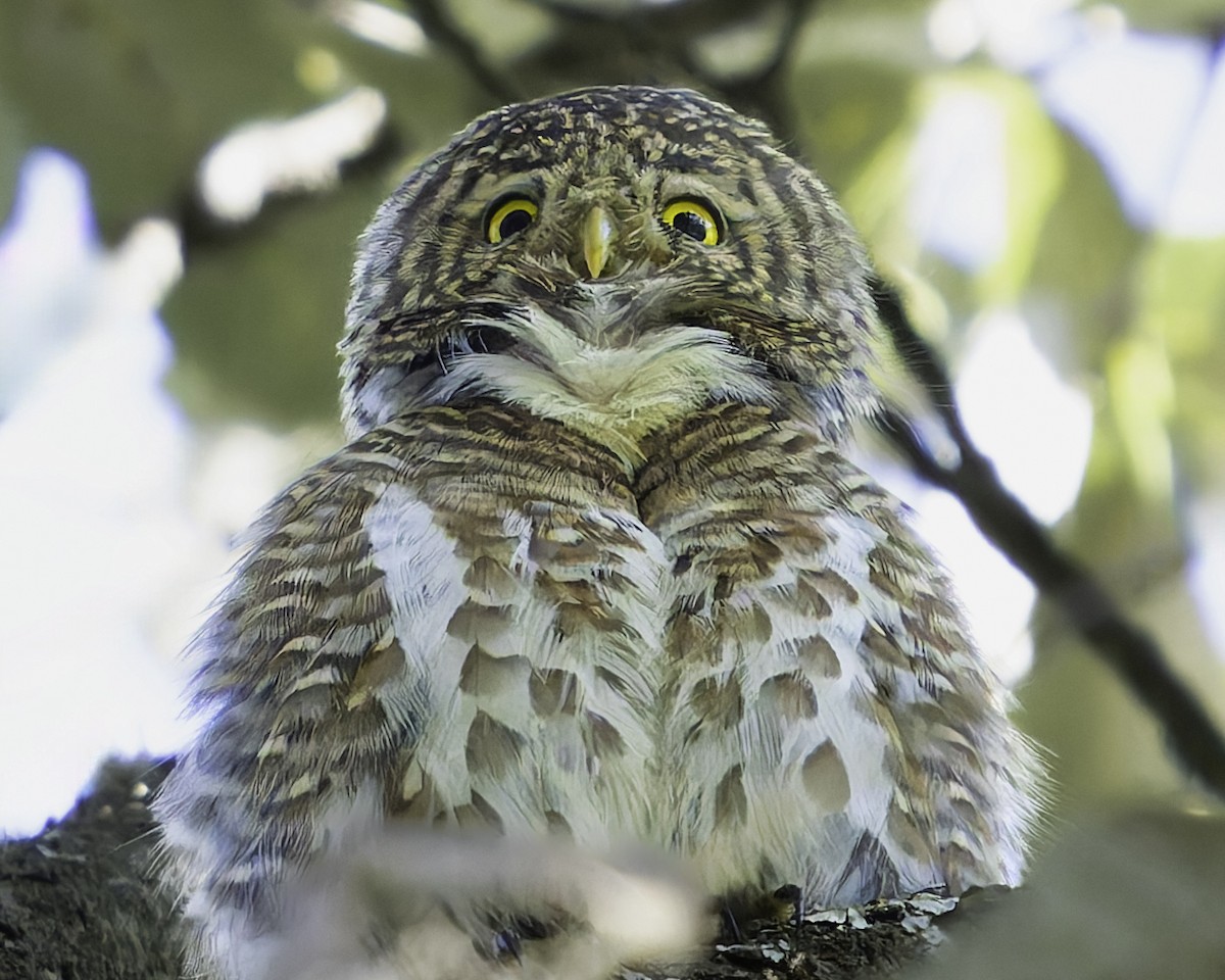 Collared Owlet - ML620025876