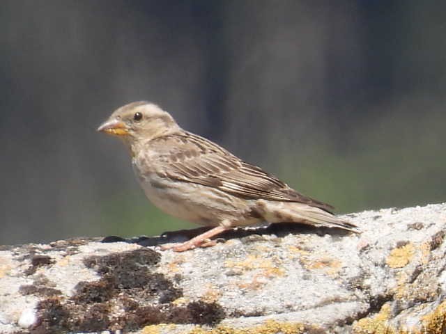 Rock Sparrow - ML620025884