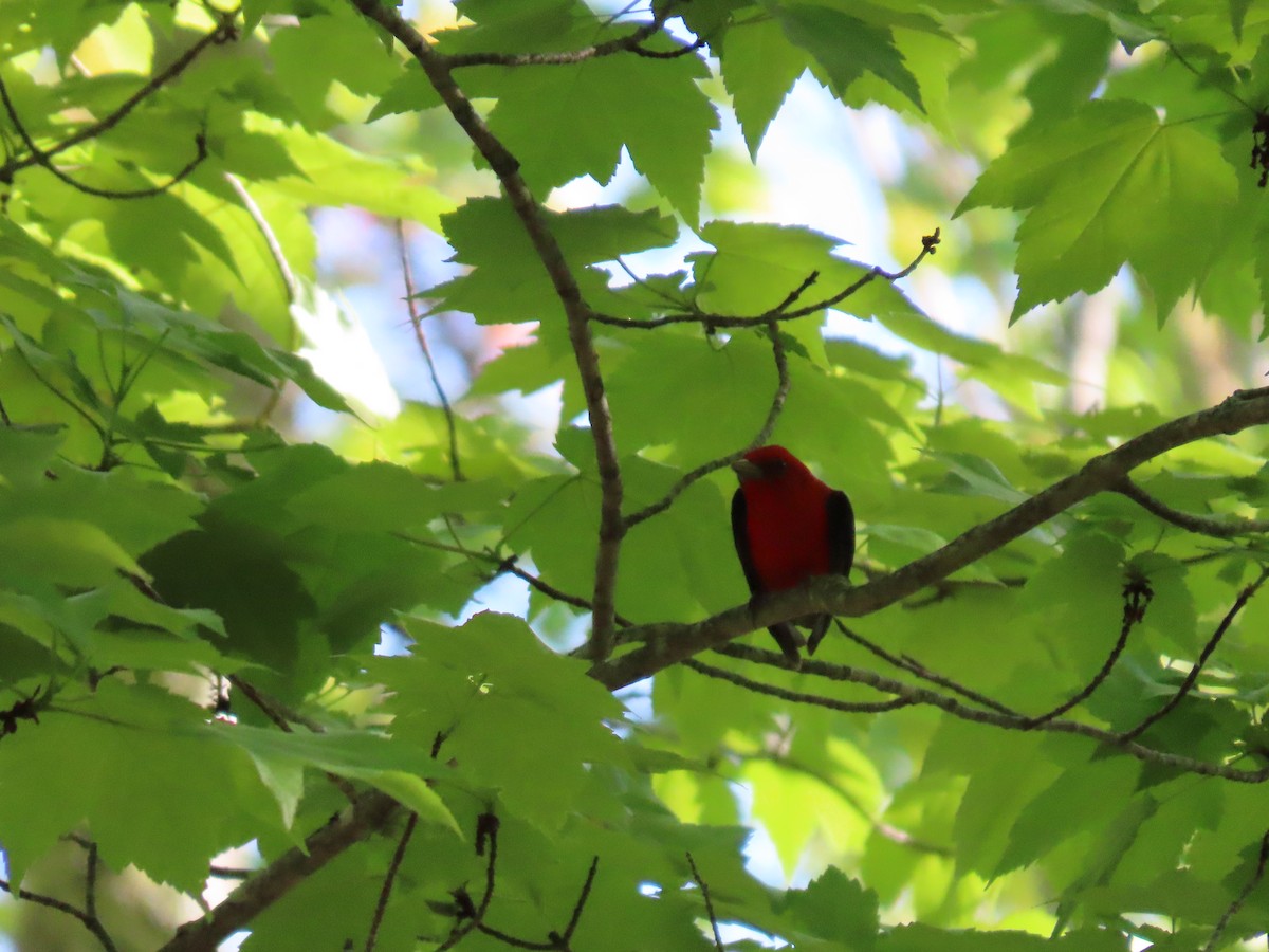 Scarlet Tanager - ML620025921