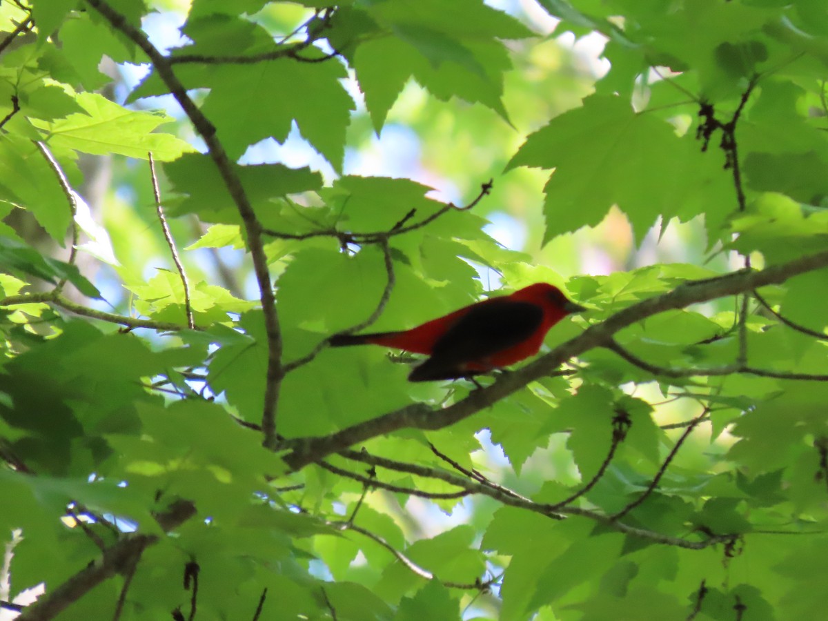 Scarlet Tanager - ML620025923