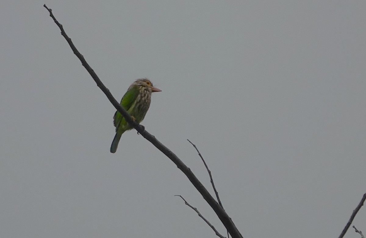 Lineated Barbet - ML620025943
