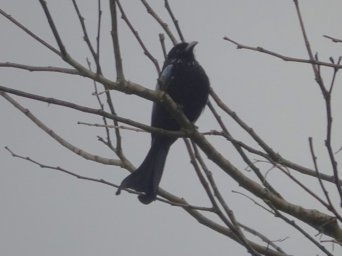 Hair-crested Drongo - ML620025946