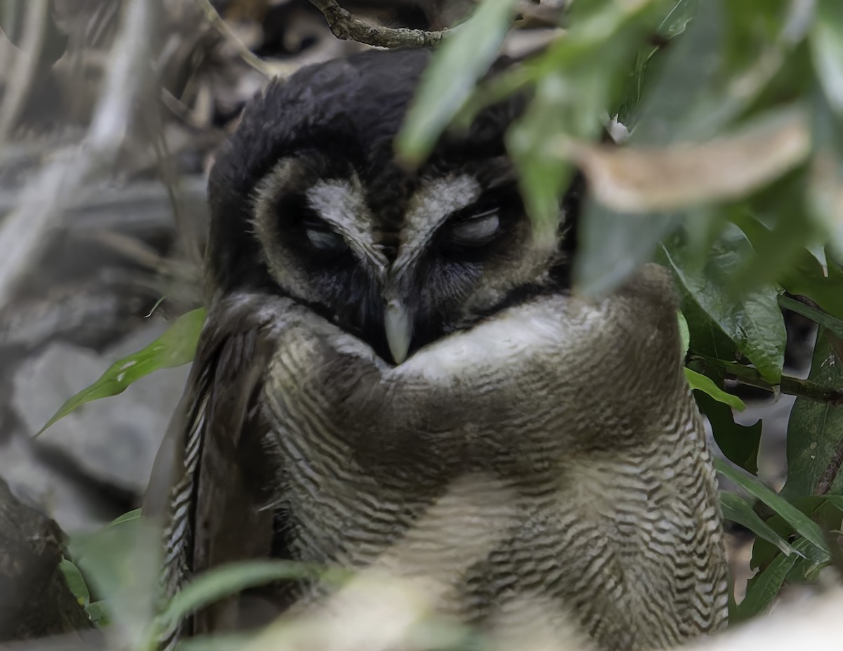 Brown Wood-Owl - ML620025957