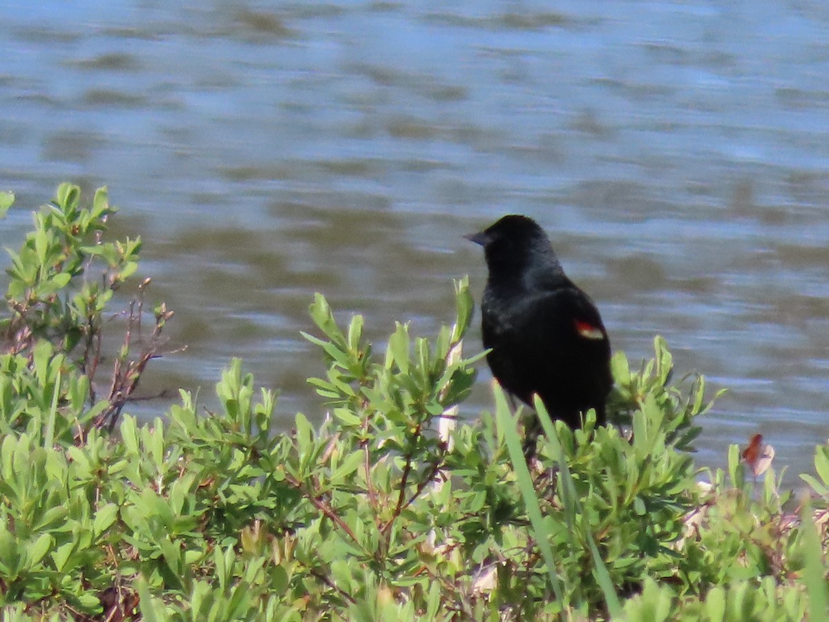 Red-winged Blackbird - ML620025960
