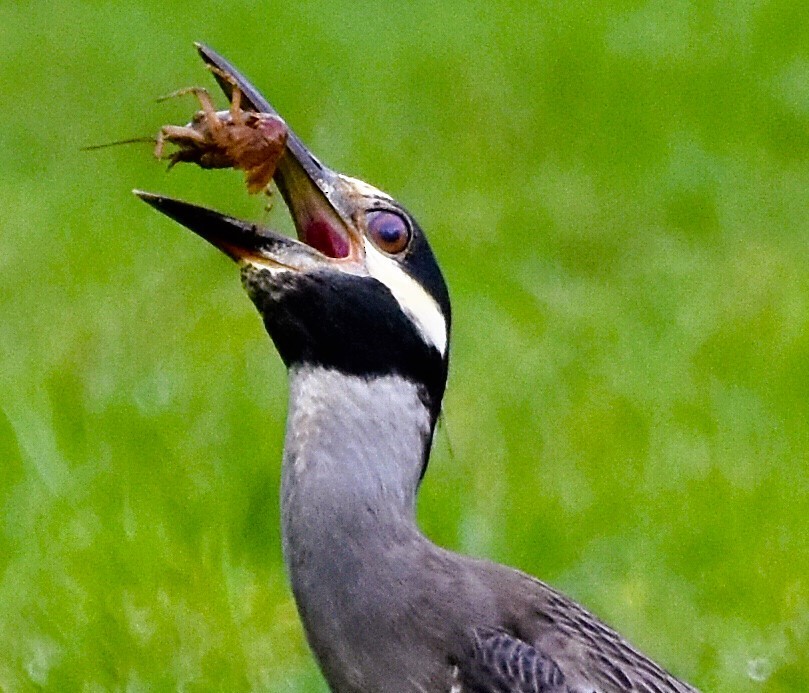 Yellow-crowned Night Heron - ML620025962