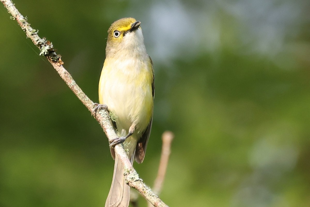 White-eyed Vireo - ML620025963