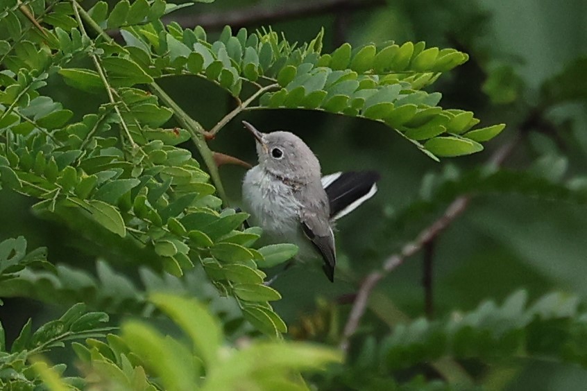 Blue-gray Gnatcatcher - ML620025964