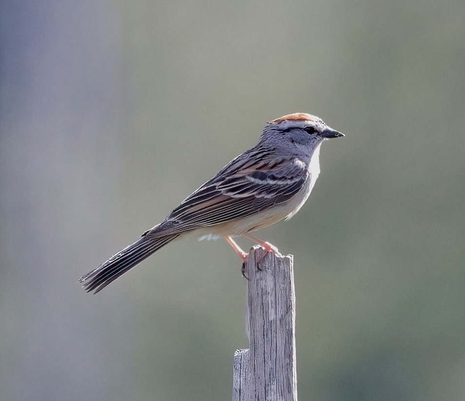 Chipping Sparrow - ML620025965