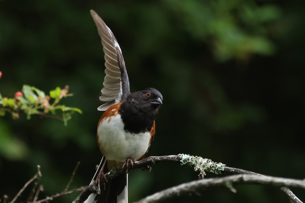 Eastern Towhee - ML620025967