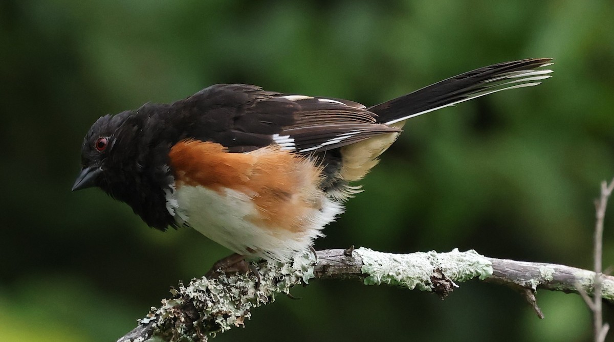 Eastern Towhee - ML620025968