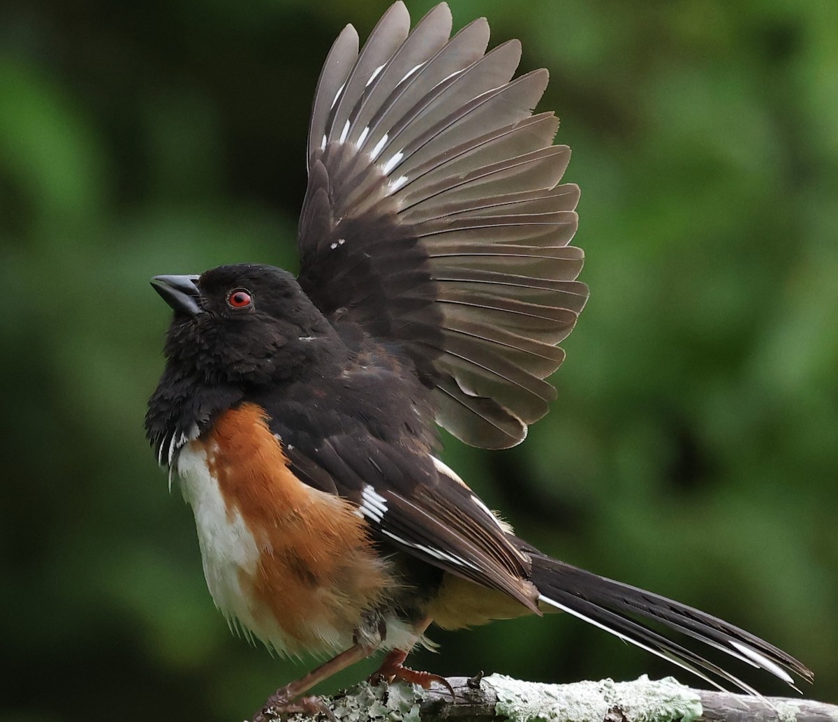 Eastern Towhee - ML620025969