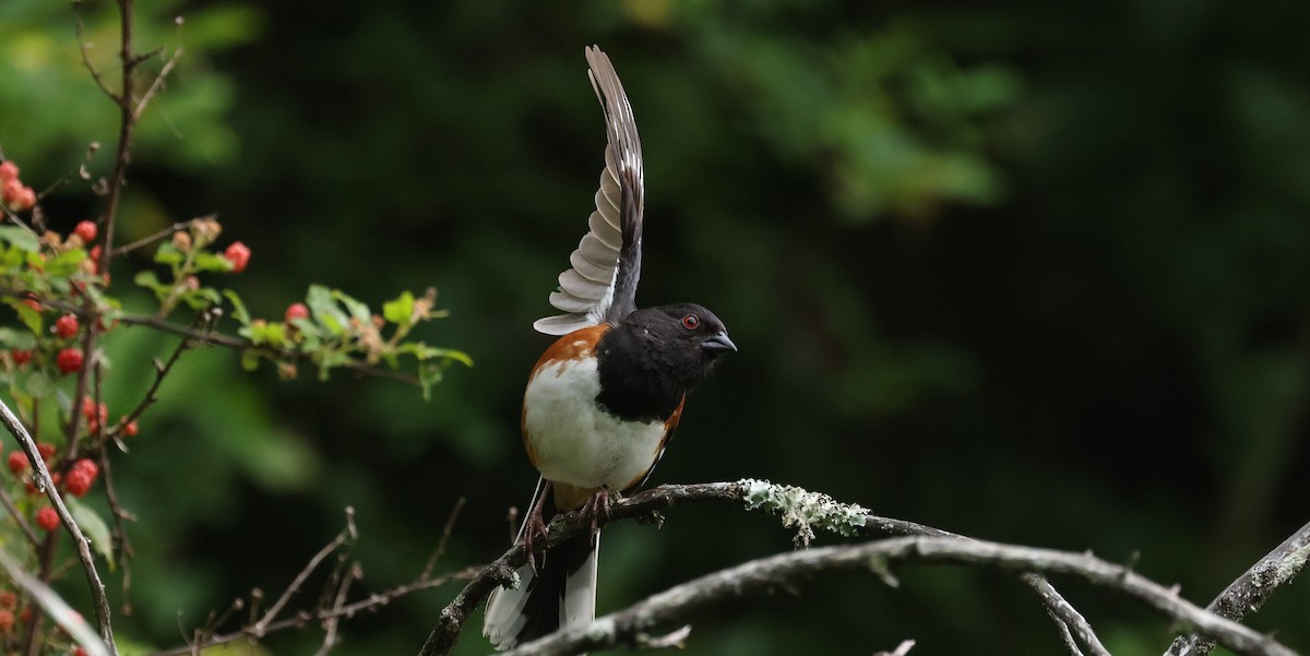 Eastern Towhee - ML620025970