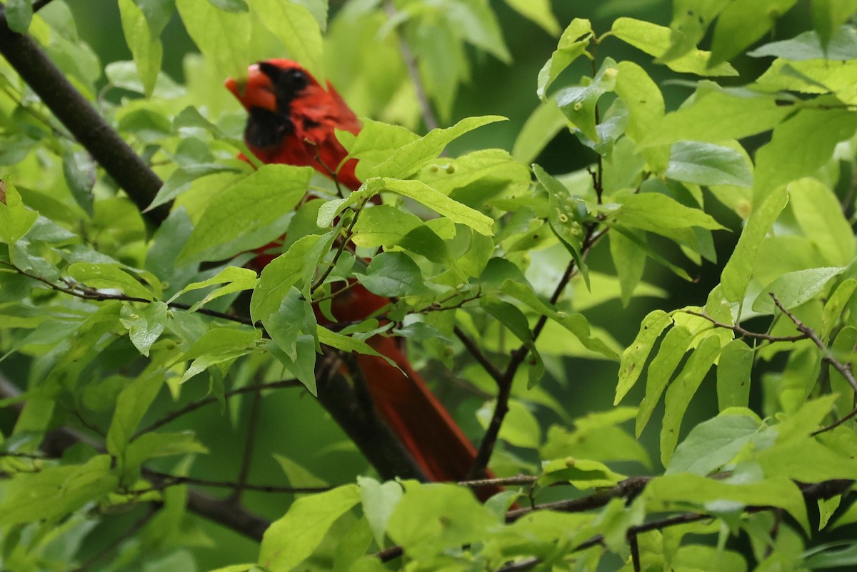 Cardinal rouge - ML620025971