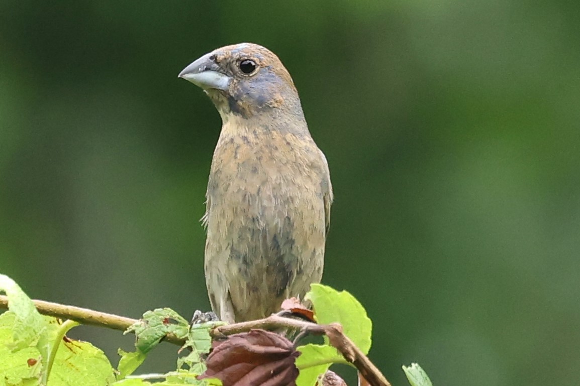 Blue Grosbeak - ML620025973