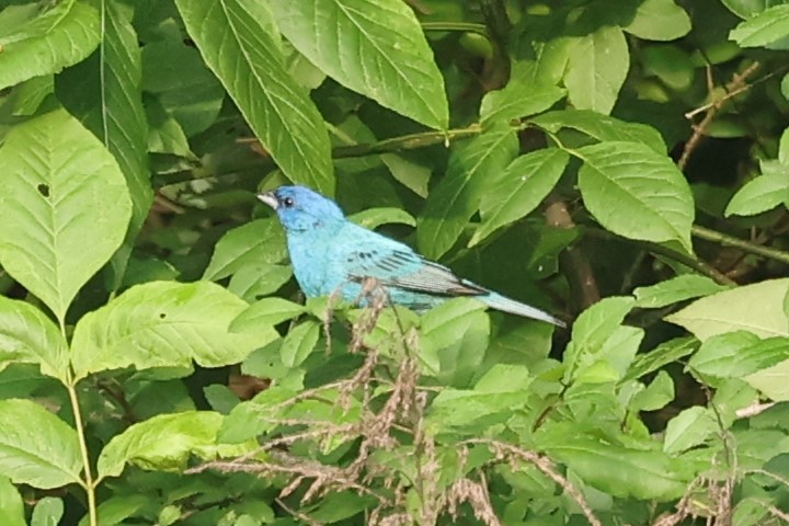 Passerin indigo - ML620025977