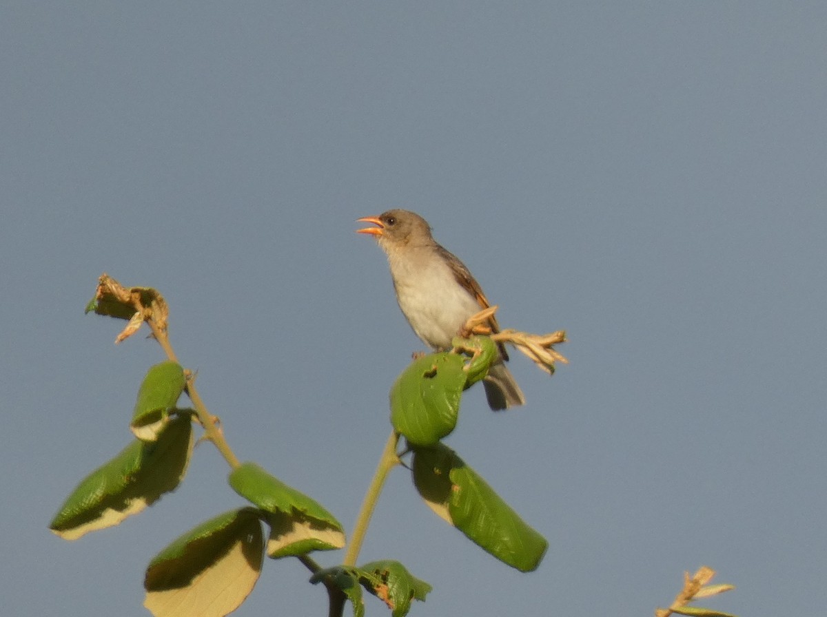 Red-headed Weaver - Tony King