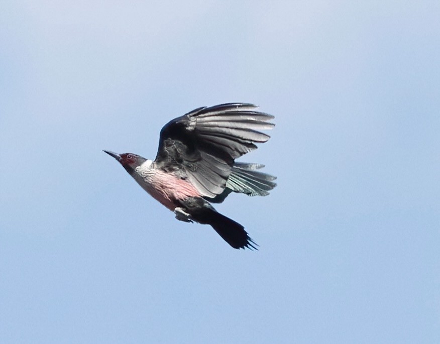 Lewis's Woodpecker - ML620026016