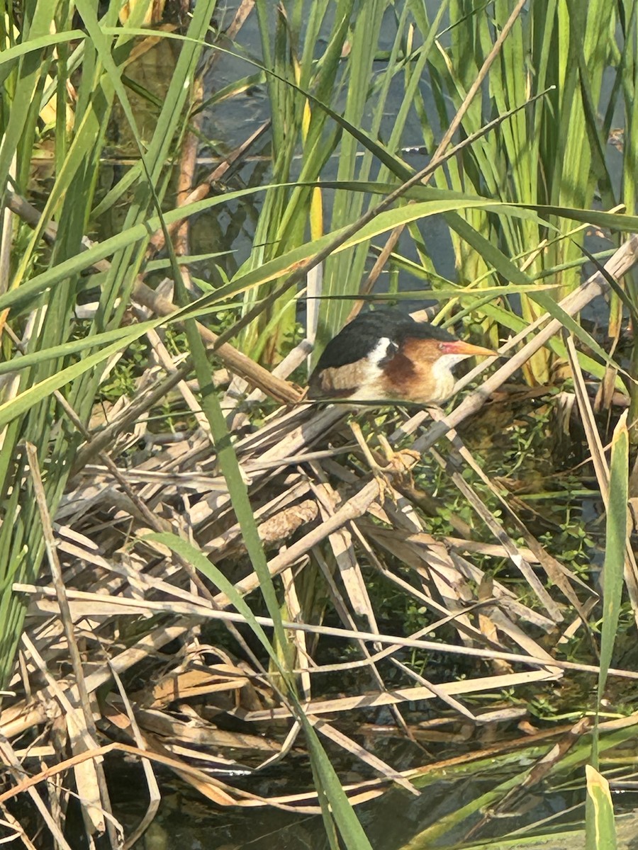 Least Bittern - ML620026021