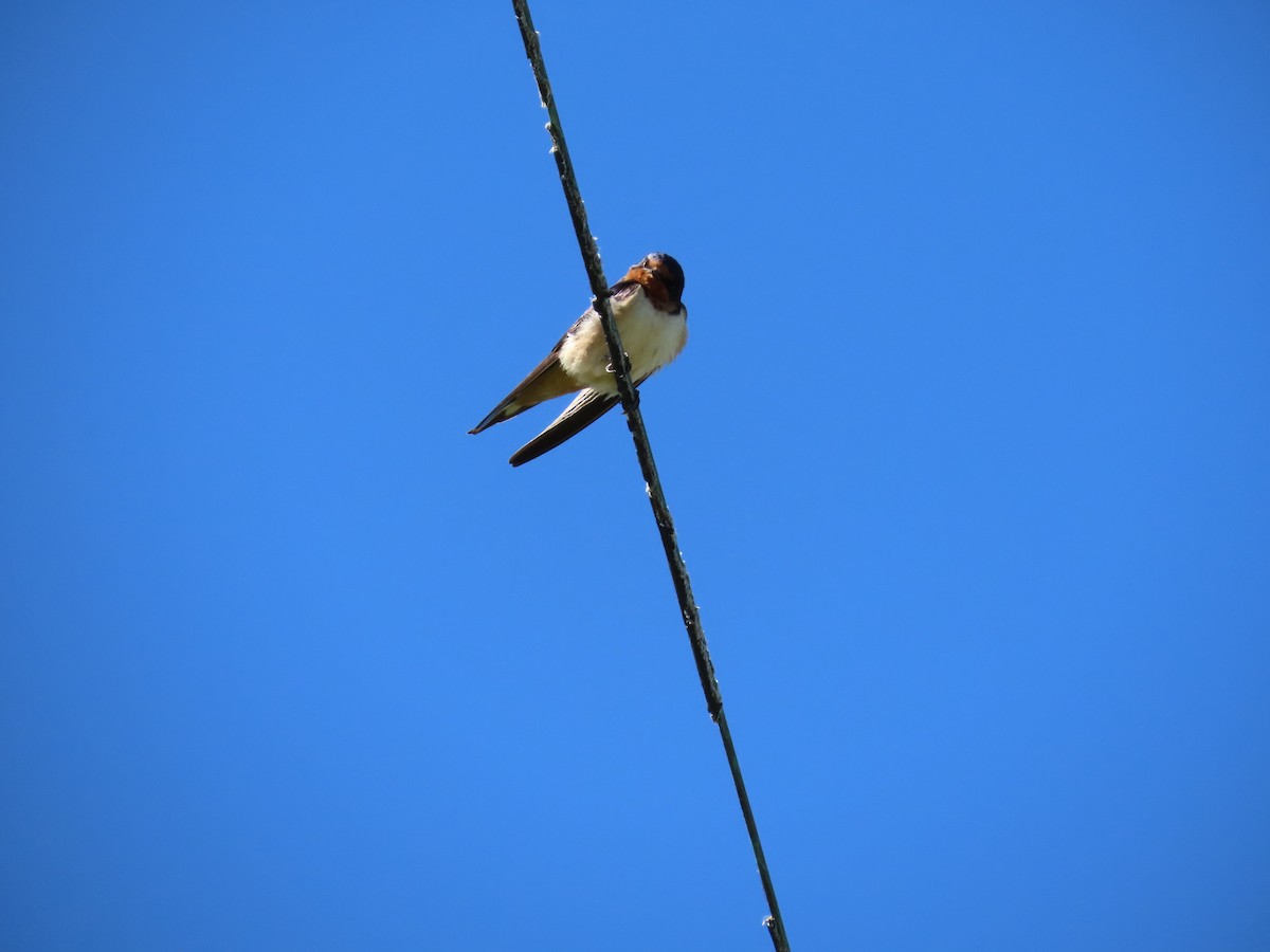 Barn Swallow (American) - ML620026029