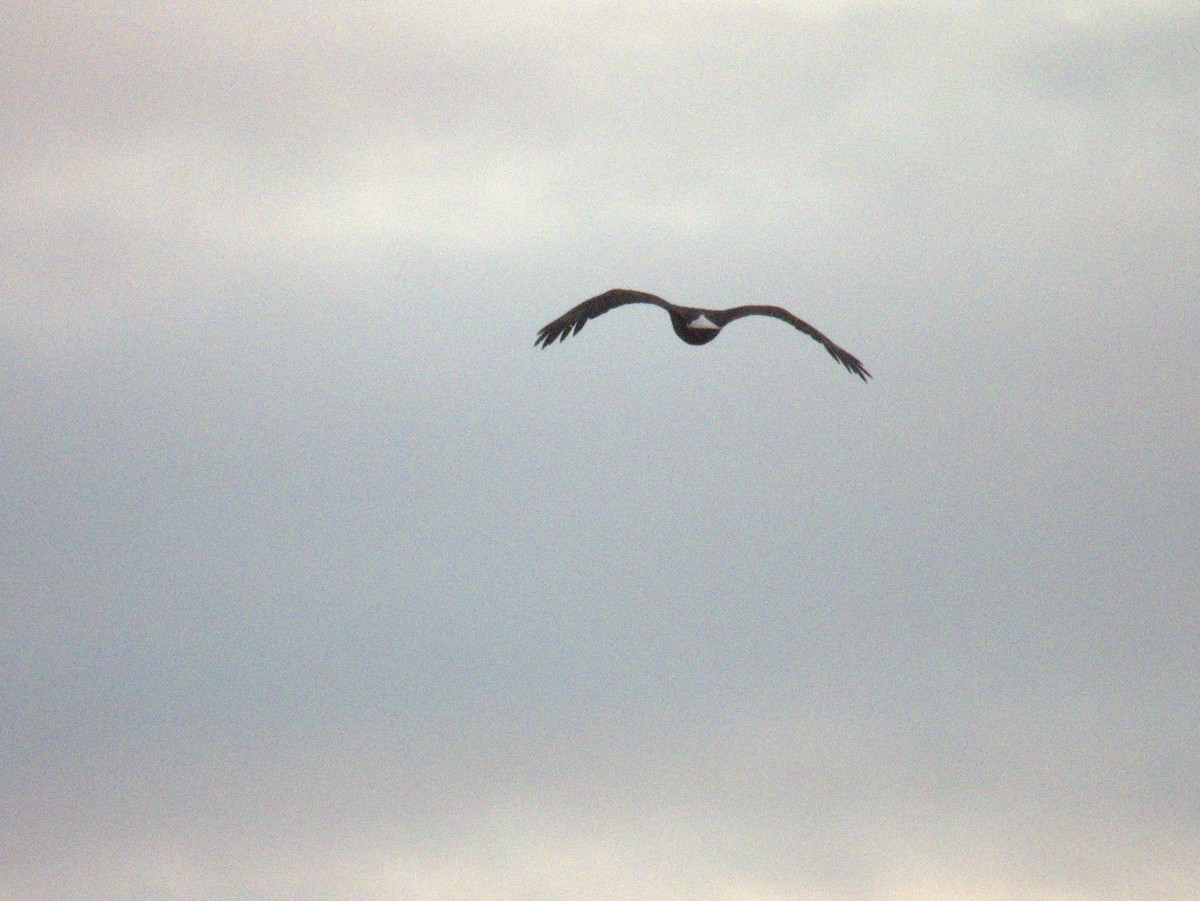 Белоголовый орлан - ML620026031