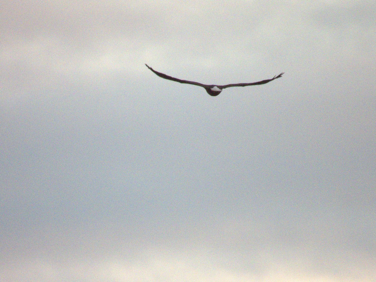 Белоголовый орлан - ML620026032