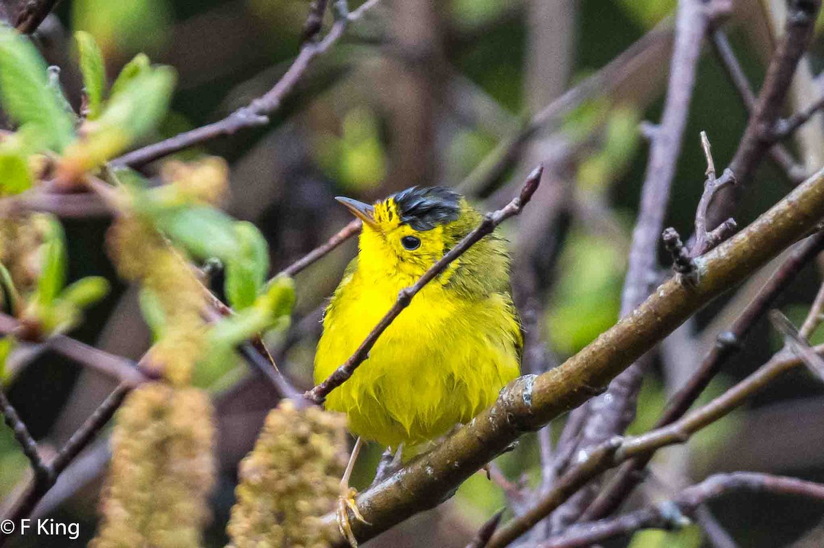 Wilson's Warbler - ML620026033