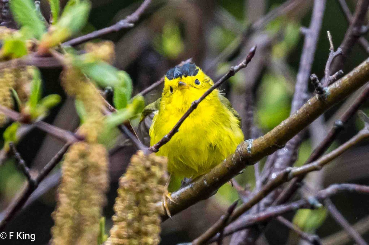 Wilson's Warbler - ML620026034