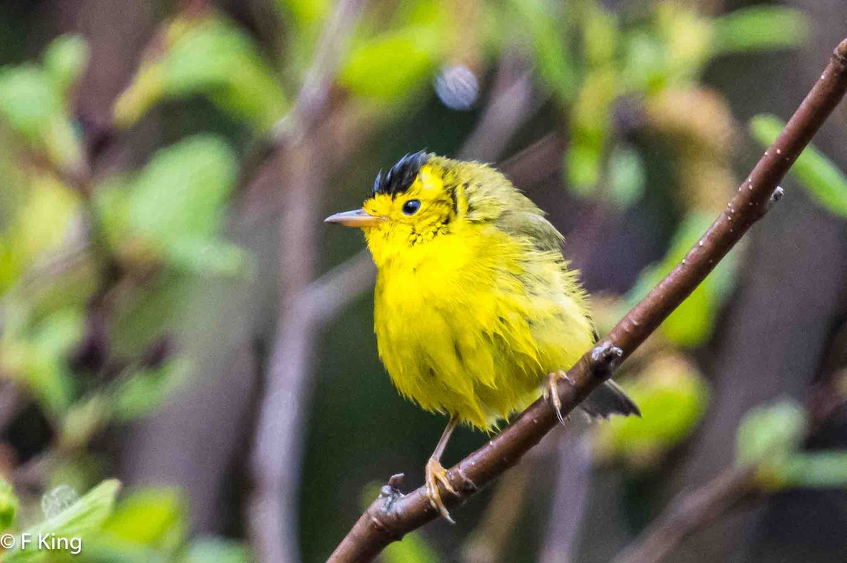 Wilson's Warbler - ML620026036