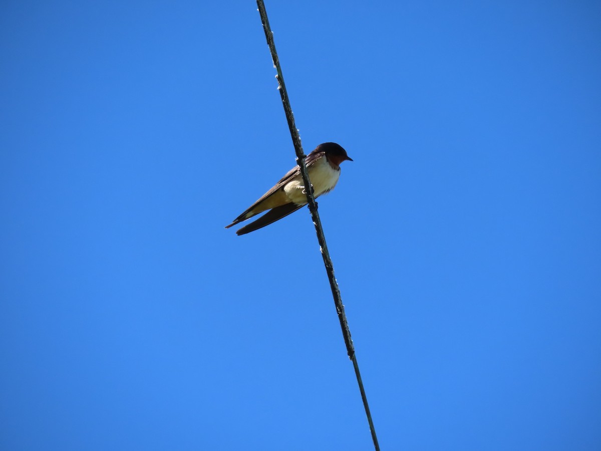 Barn Swallow (American) - ML620026037