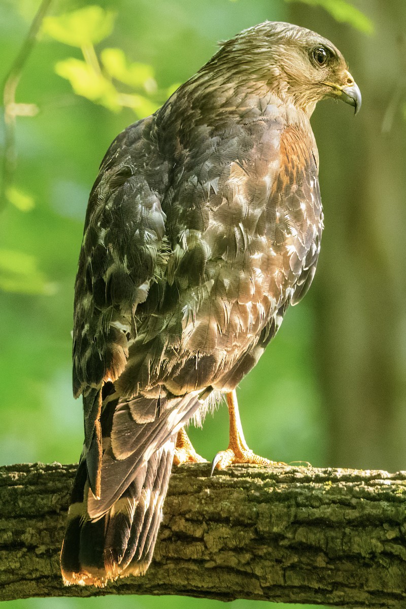 Red-shouldered Hawk - ML620026040