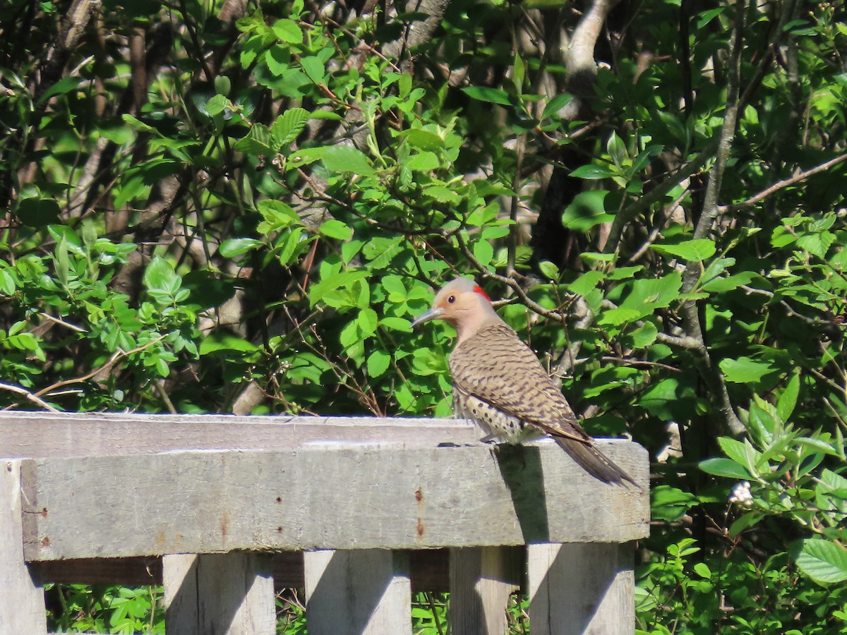 Northern Flicker (Yellow-shafted) - ML620026045