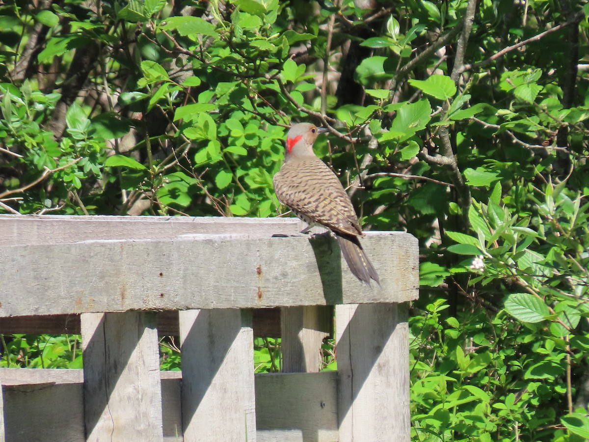 Northern Flicker (Yellow-shafted) - ML620026049