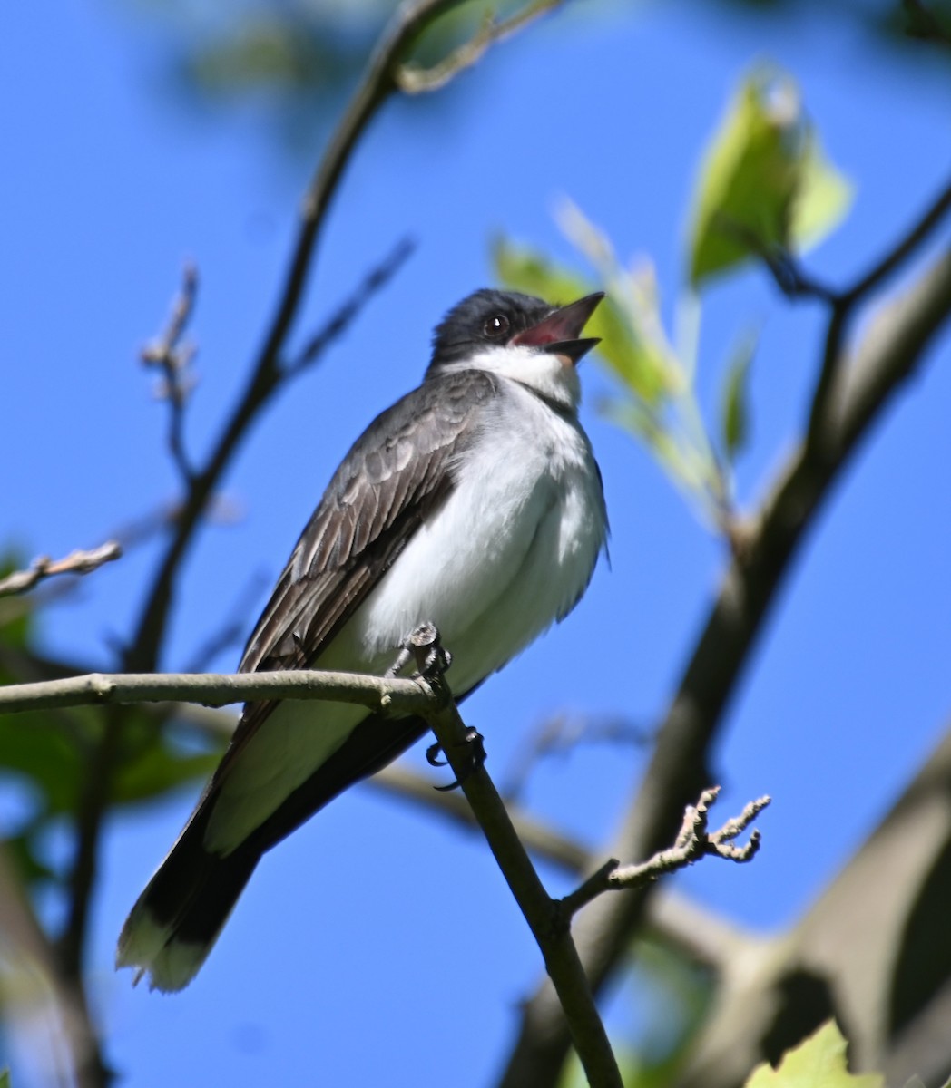 Eastern Kingbird - ML620026050