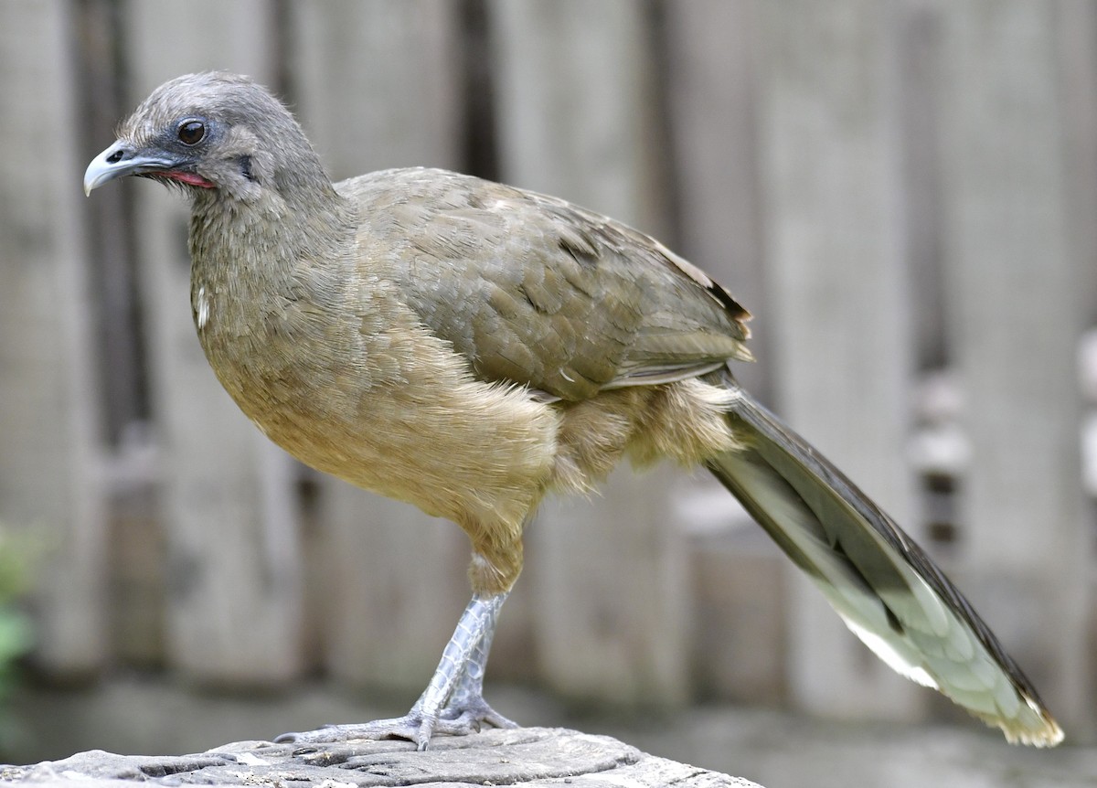 Chachalaca Norteña - ML620026051