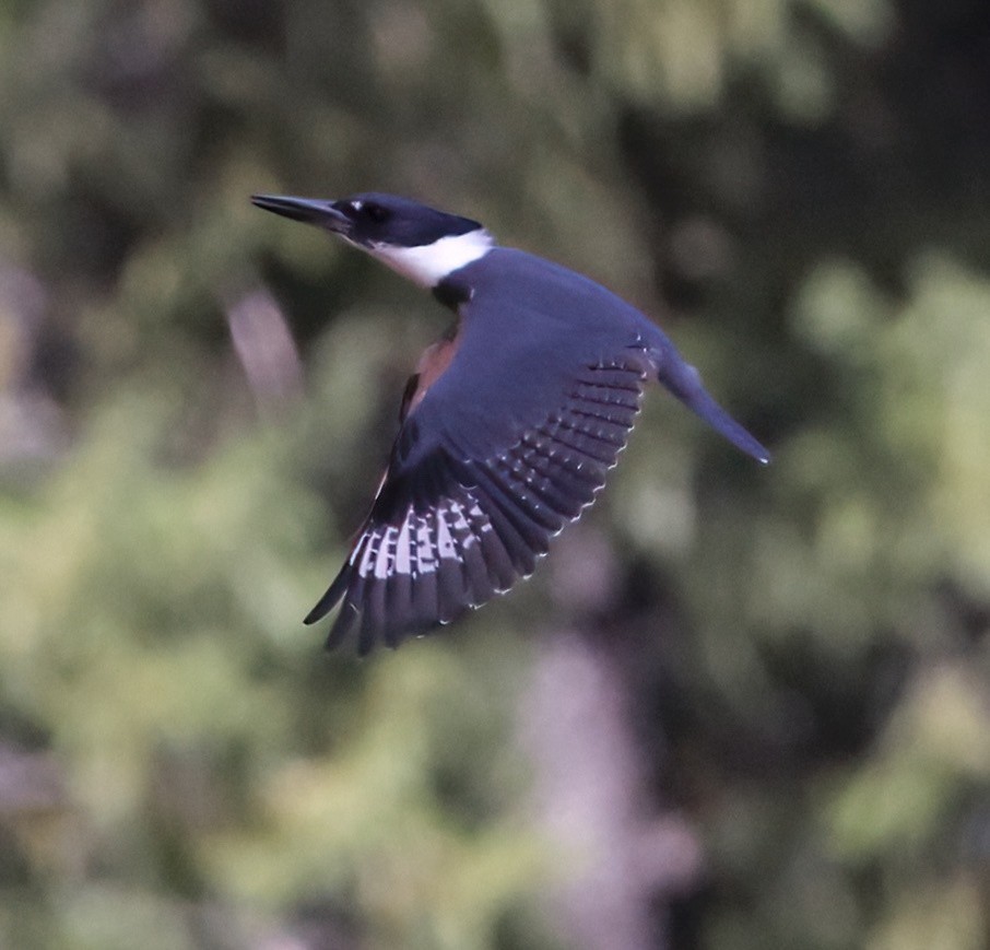 Belted Kingfisher - ML620026052
