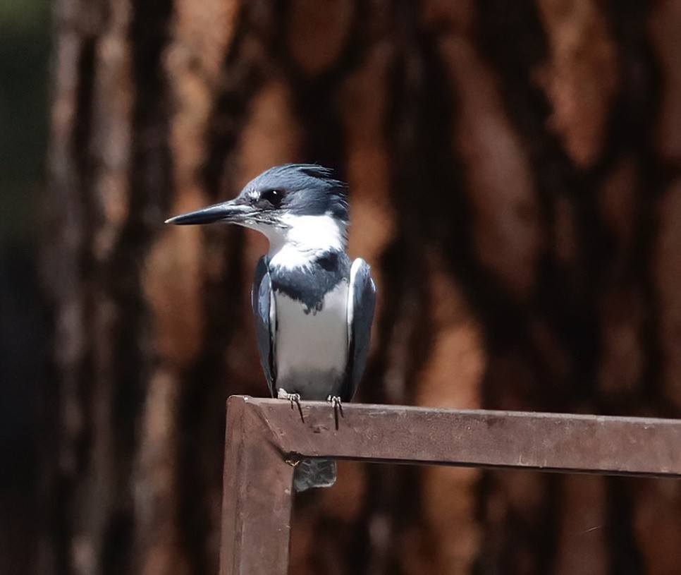 Belted Kingfisher - ML620026053