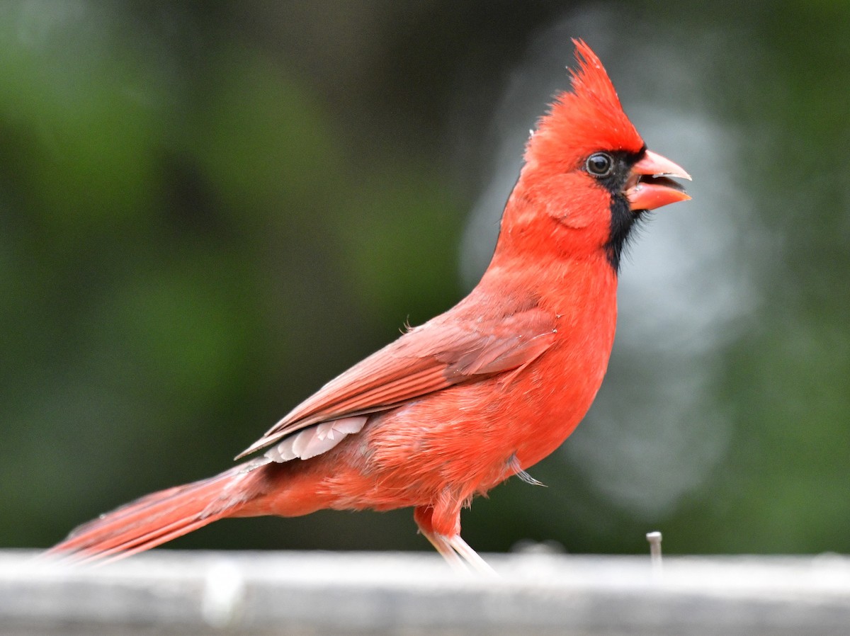 Cardinal rouge - ML620026054