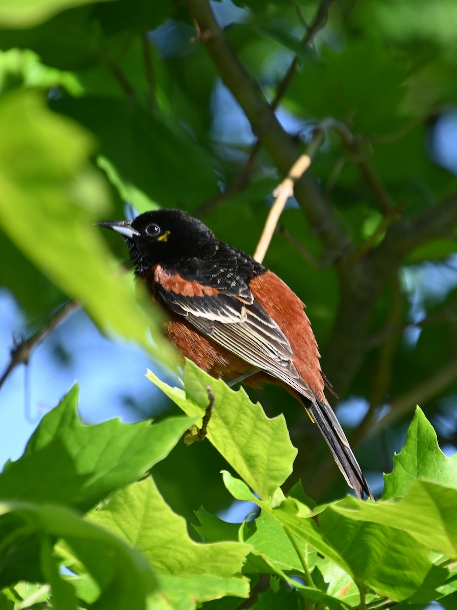 Orchard Oriole - ML620026072