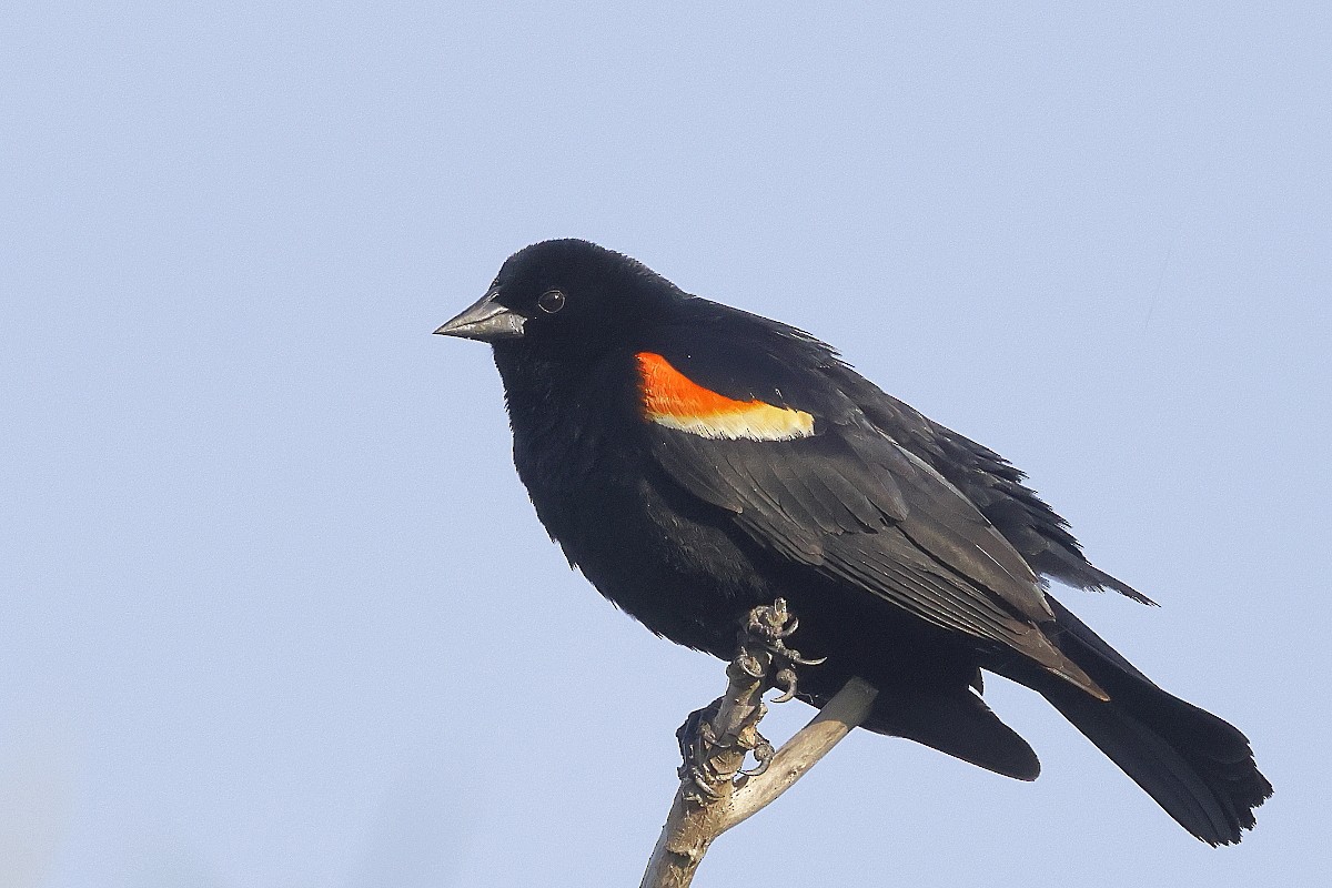 Red-winged Blackbird - ML620026074