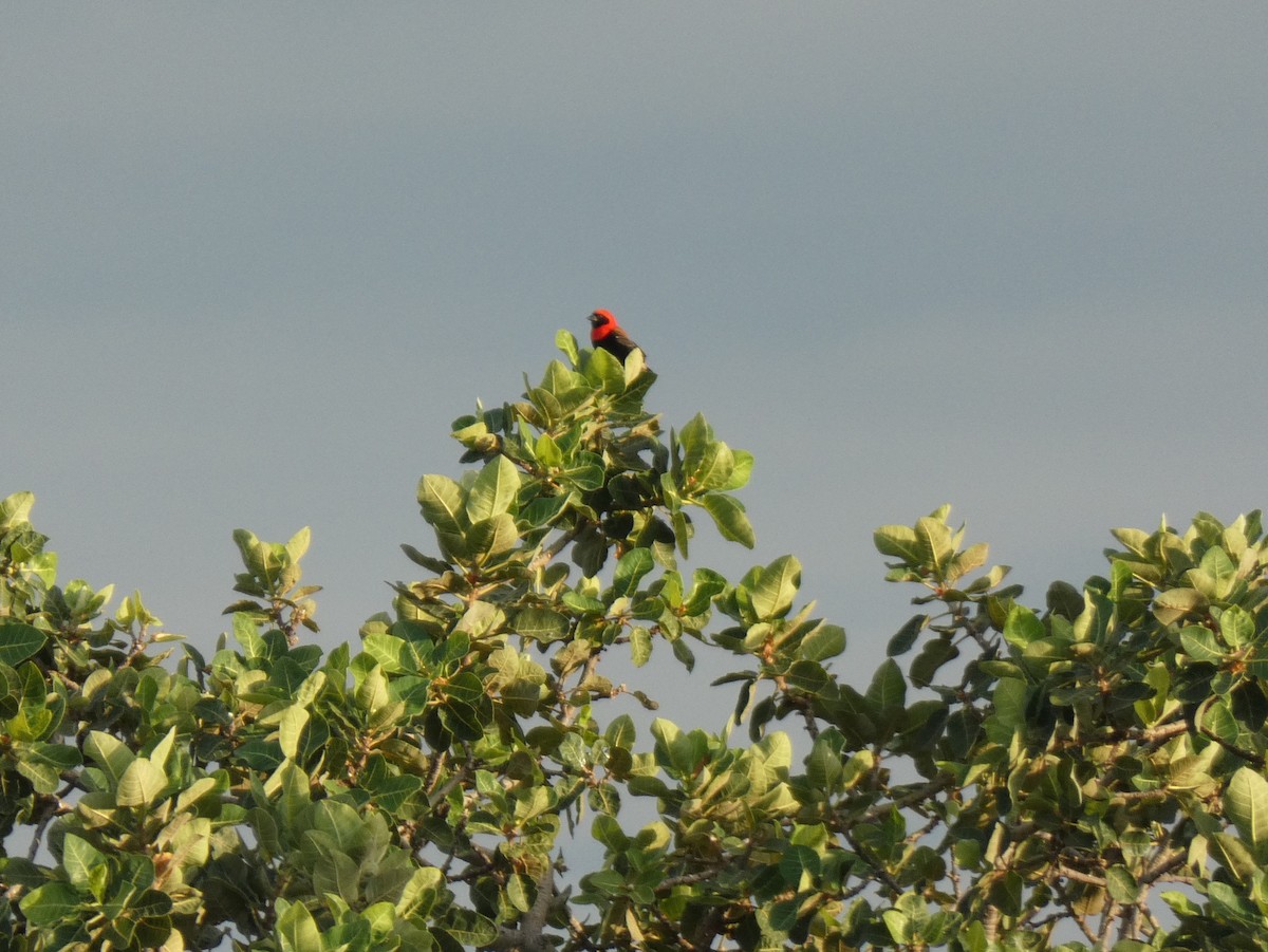 Black-winged Bishop - ML620026096