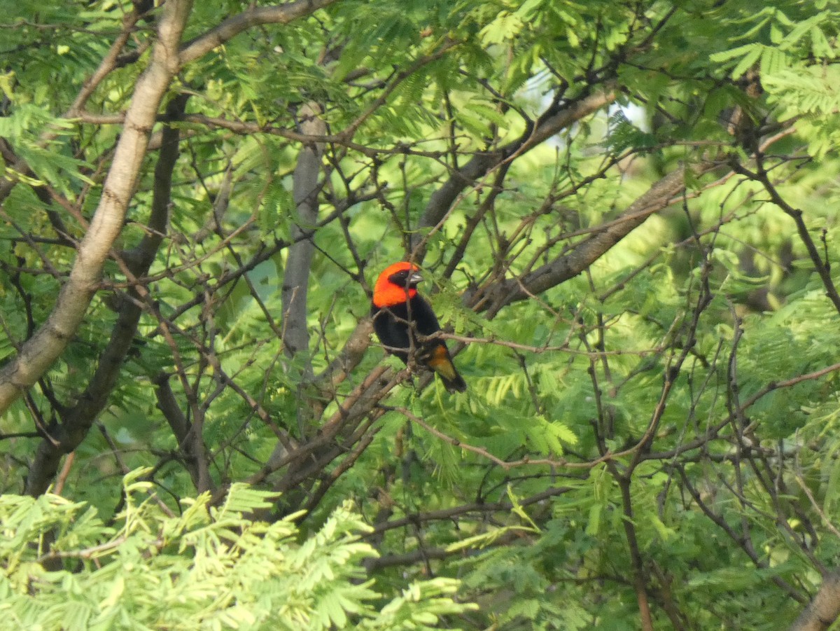 Black-winged Bishop - ML620026097