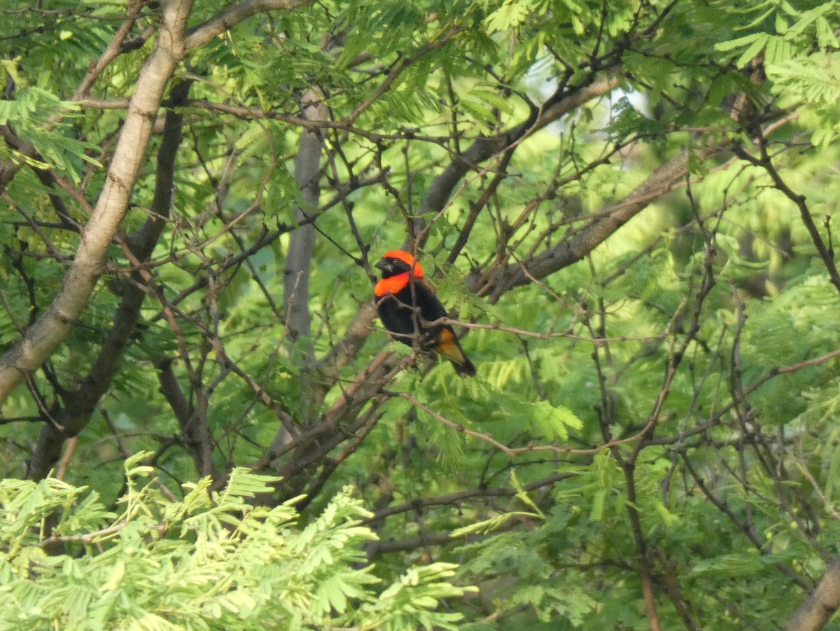 Black-winged Bishop - ML620026098